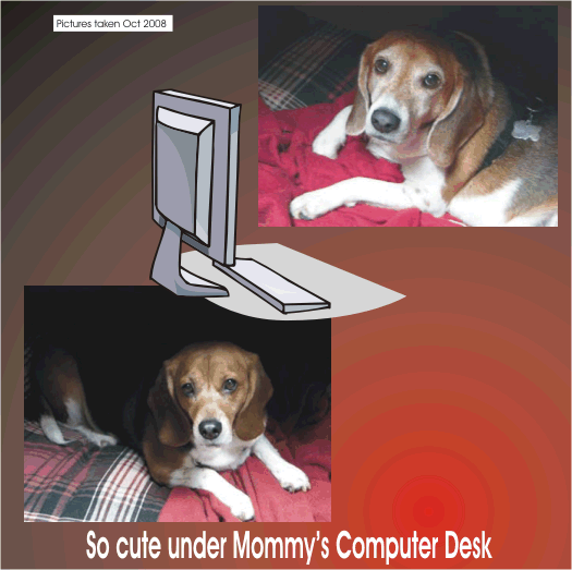 Betty Beagle & Billy Beagle undery Mommy's computer desk