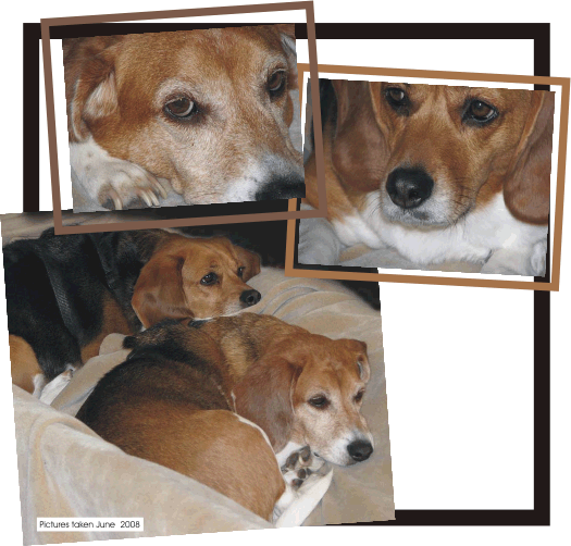 Don't worry, Billy Beagle & Betty Beagle, there will be plenty of time to play