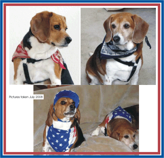More patriotic beagles you won't find than Betty Beagle & Billy Beagle