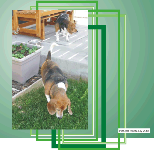 Billy Beagle & Betty Beagle exploring their backyard