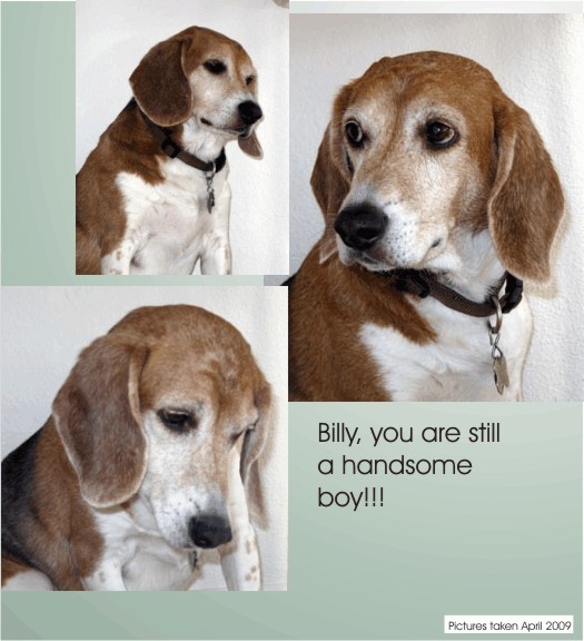 Billy Bob Beagle such a handsome boy