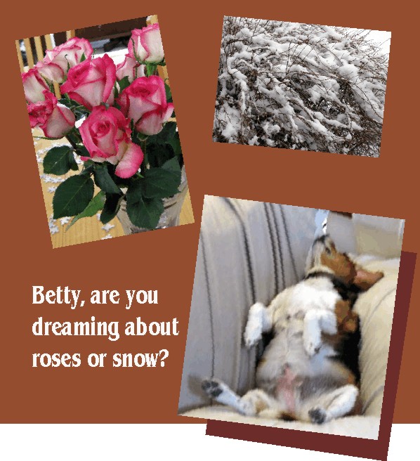 what does a beagle dream about?