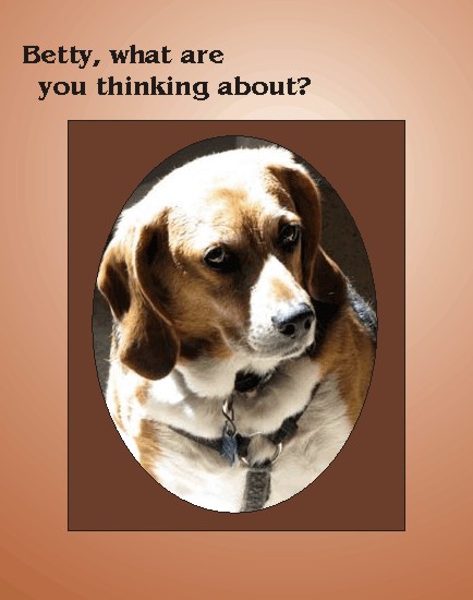 Betty Beagle -- what are you thinking