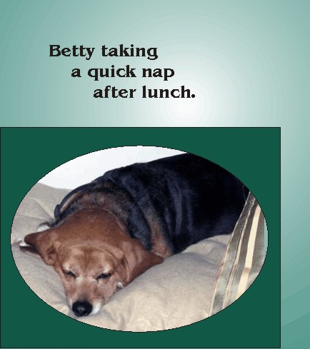 Betty Sue Beagle taking a quick nap