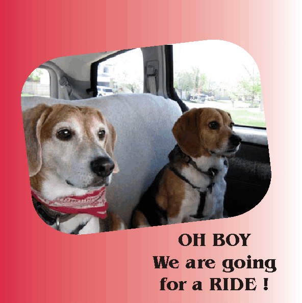 Billy Beagle & Betty Beagle going for a ride