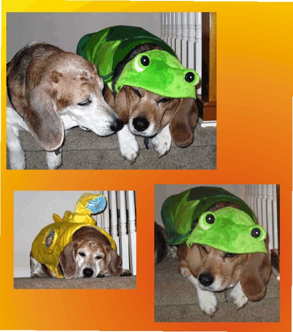 Halloween comes only once a year, thank goodness