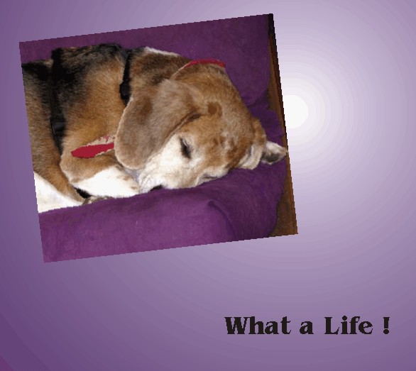 What a life