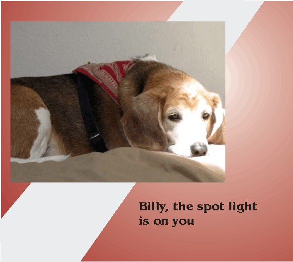 Billy Bob Beagle such a handsome boy