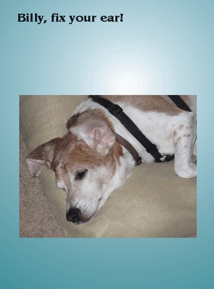 Billy Bob Beagle-fix your ear