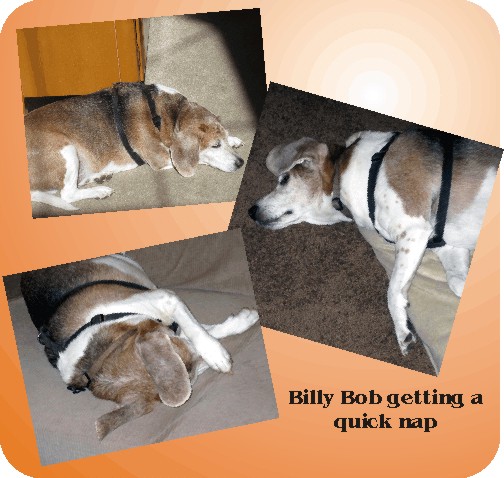  Billy Bob Beagle taking another nap