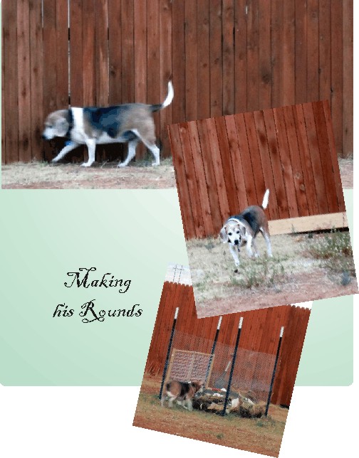 Billy Beagle - really likes Mom's compost bin