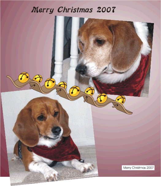 Betty Beagle, love that Santa thing around your neck