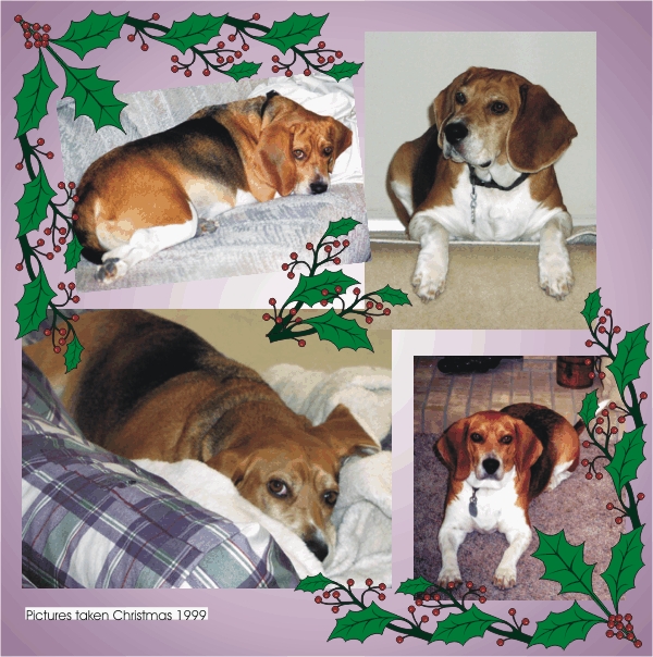 Isn't Bob the Beagle handsome?
