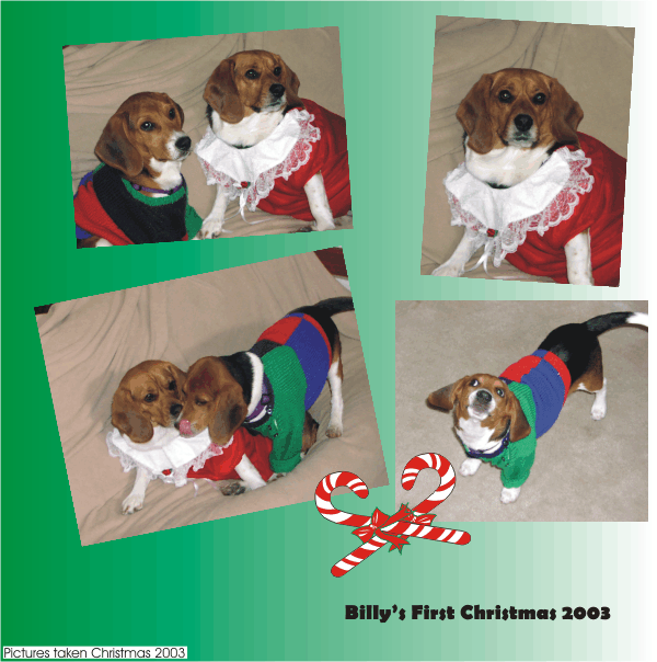 Betty Beagle & Billy Beagle enjoy Billy's first Christmas