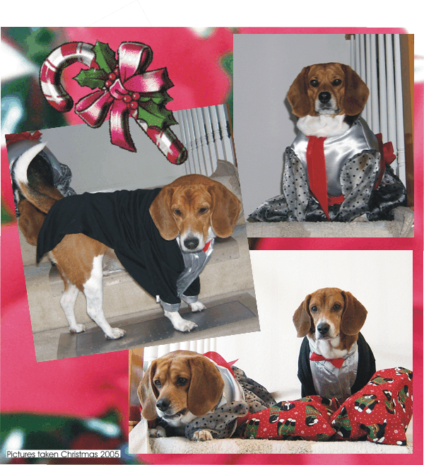 Have you ever seen a beagle in a tuxedo or a fancy evening gown?  Now you have!