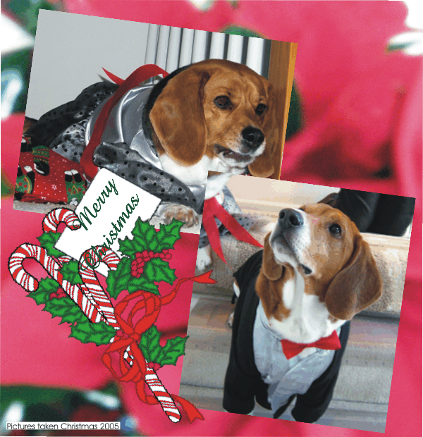 Mommy out did herself making the tuxedo and evening dress for the beagles