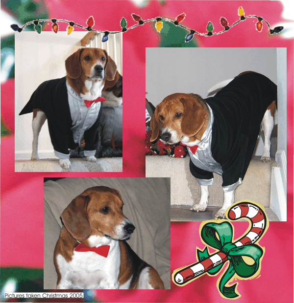 Billy Bob Beagle in his Christmas Tux 2005