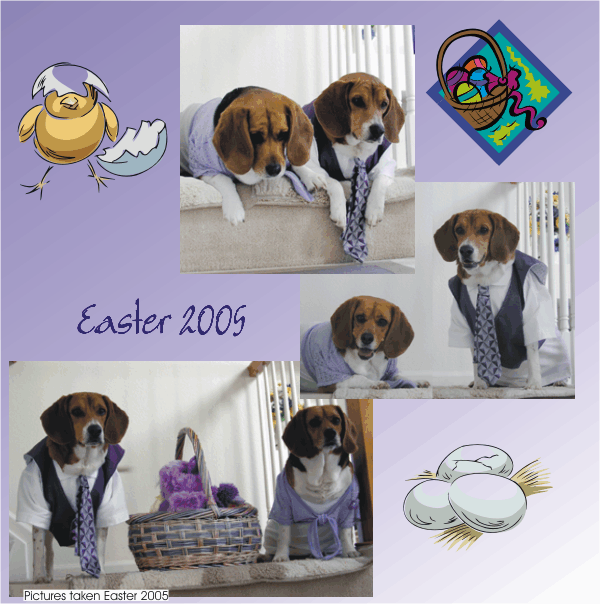 Betty Beagle & Billy Beagle wanting a chocolate bunny