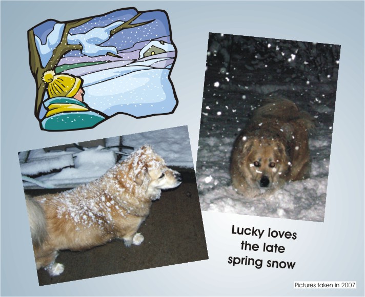 Lucky loves the snow, no matter what time of the year