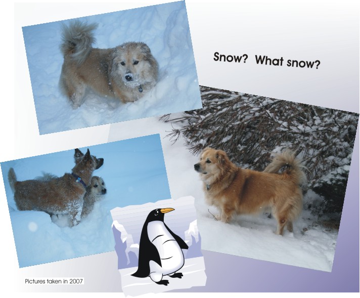 Lucky loves the snow, no matter what time of the year