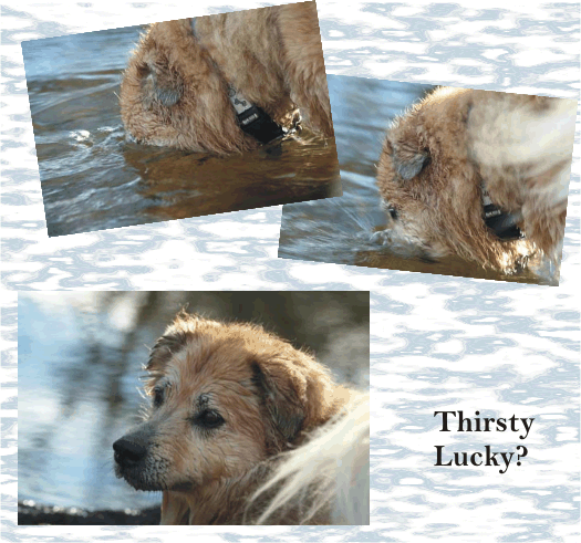 Are you thirsty, Lucky?