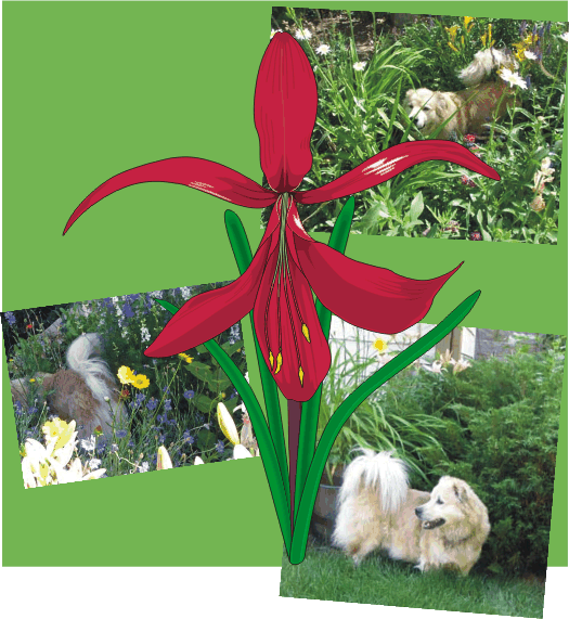 Lucky Dog hiding in the Garden