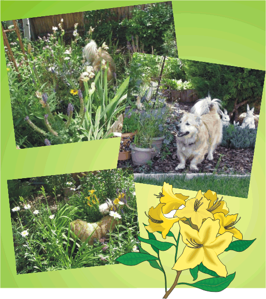 Lucky Dog enjoys smelling the flowers