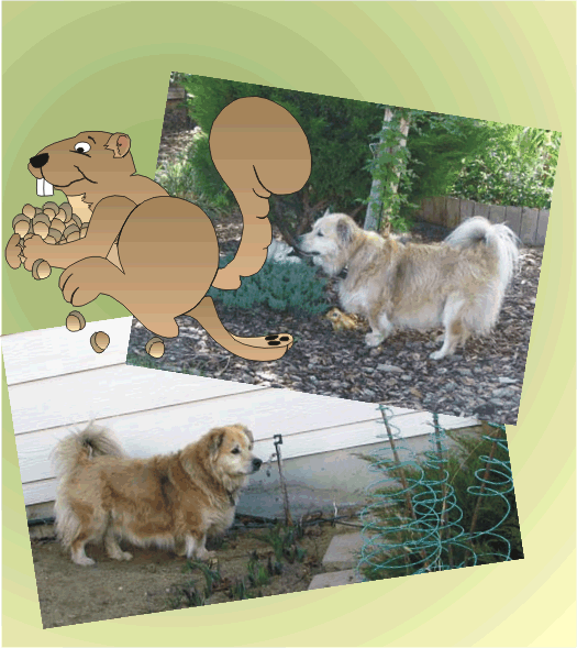 Run little Squirrel Run