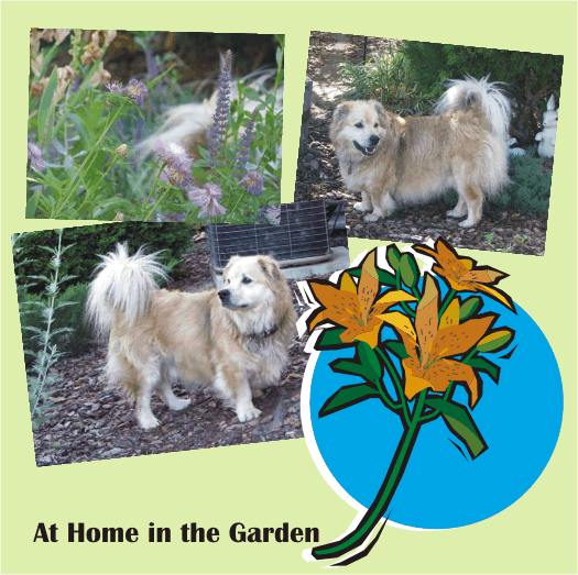 Lucky is at home in the Garden
