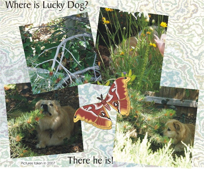 Where is Lucky - There he is