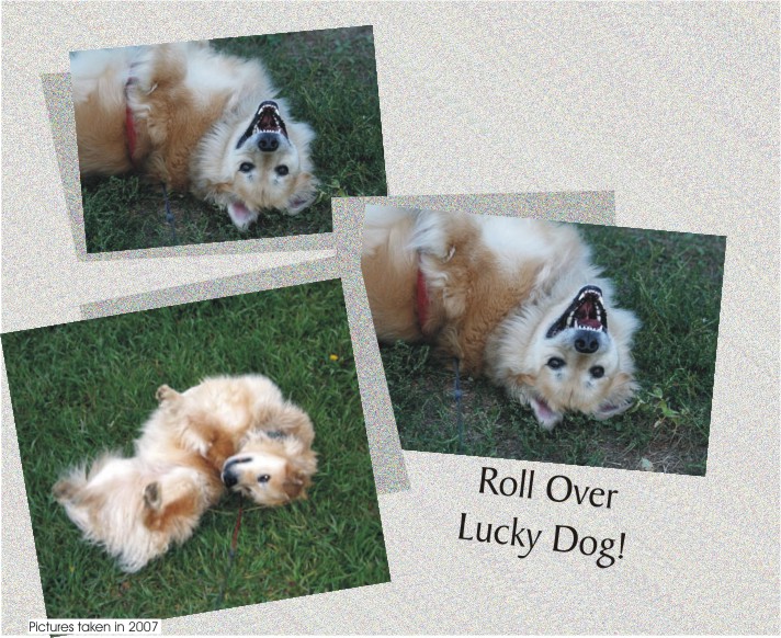 Lucky ready for a good belly rub