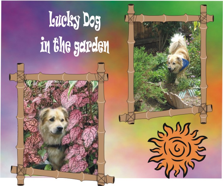 Lucky exploring in the garden