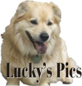 Go to Lucky-Dog's Photo Album