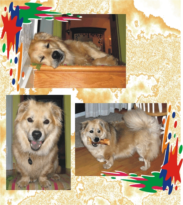 Shots of Lucky Dog