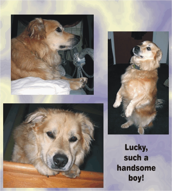Lucky Dog - such a handsome boy