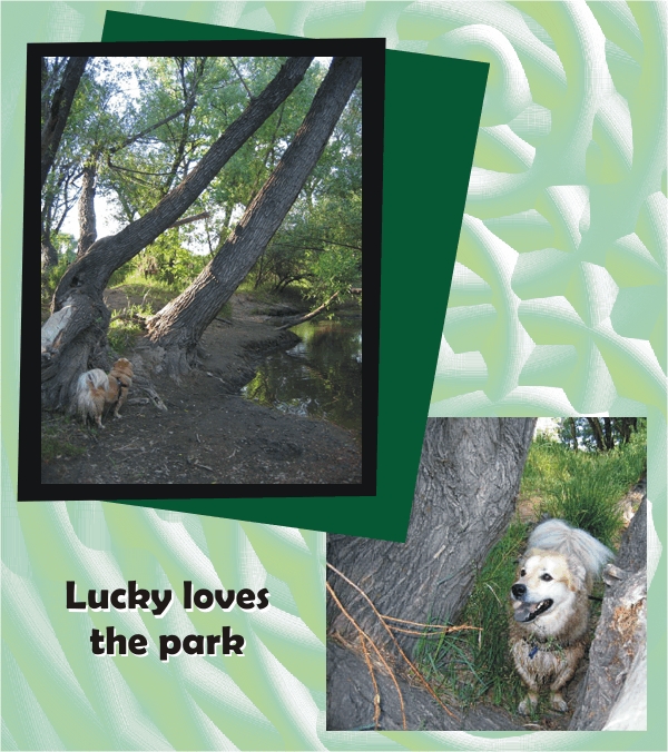 Lucky loves long walks in the park