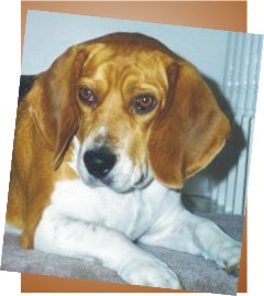 Bob the Beagle - what a beautiful face - 1998