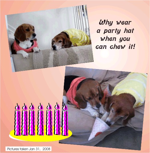 Betty Sue Beagle is 7