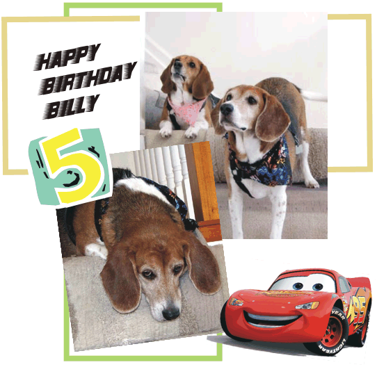 Billy Beagle turns FIVE.  Happy Birthday Billy!