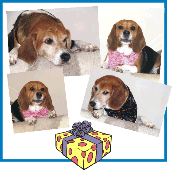 Billy Beagle turns FIVE.  Happy Birthday Billy!