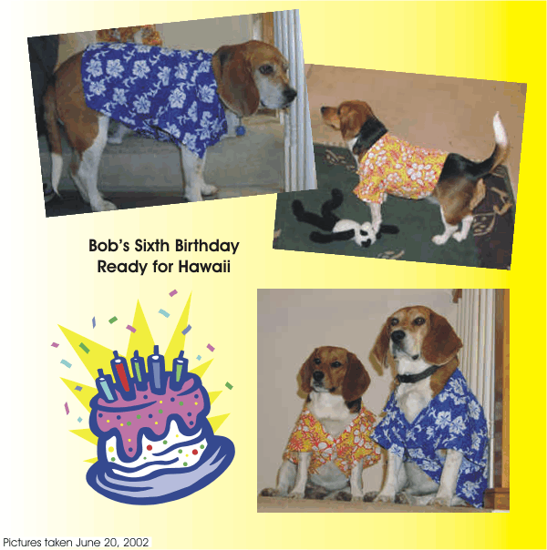 Bob the Beagle is 6, June 2002