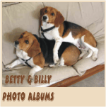Click Here to see  Adorable Pictures of Betty Sue Beagle & Billy Bob  Beagle