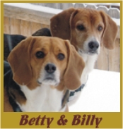 Go to Betty Beagle & Billy Beagle Photo Albums