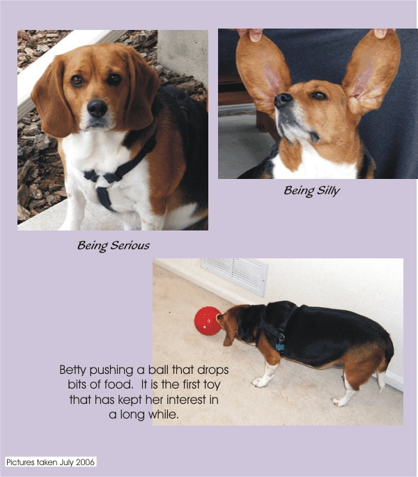 Betty Beagle being serious and silly