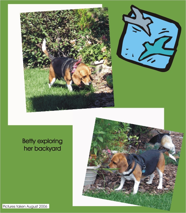 Betty Beagle - Exploring her Backyard