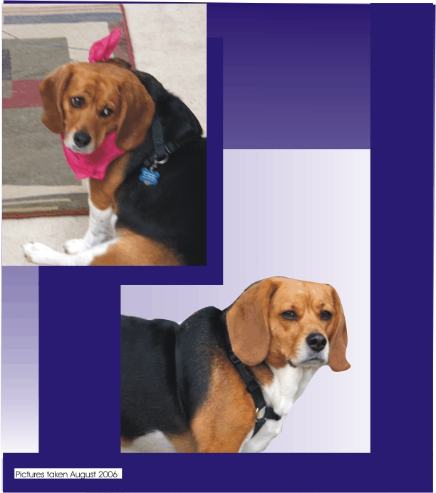 Betty Beagle - Such a cute Girl!