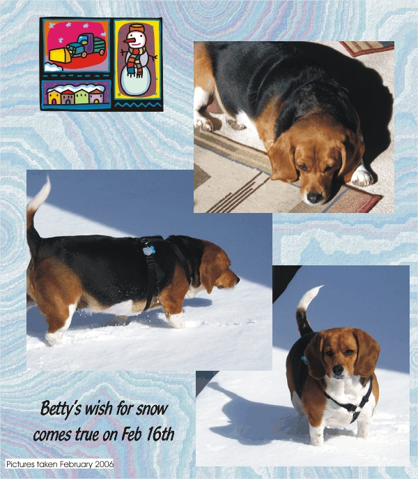 Betty Beagle's wish for snow comes true