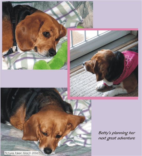 Betty Beagle planning her next great adventure