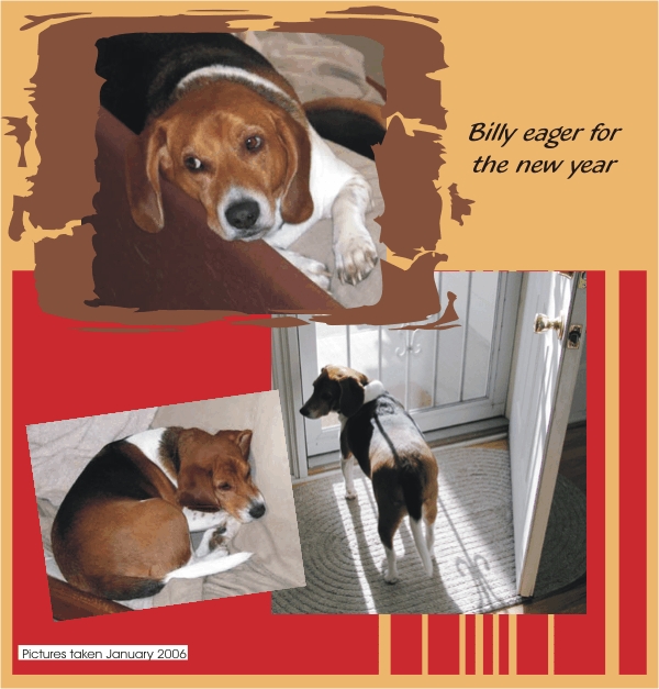 Billy Beagle - eager for the new year