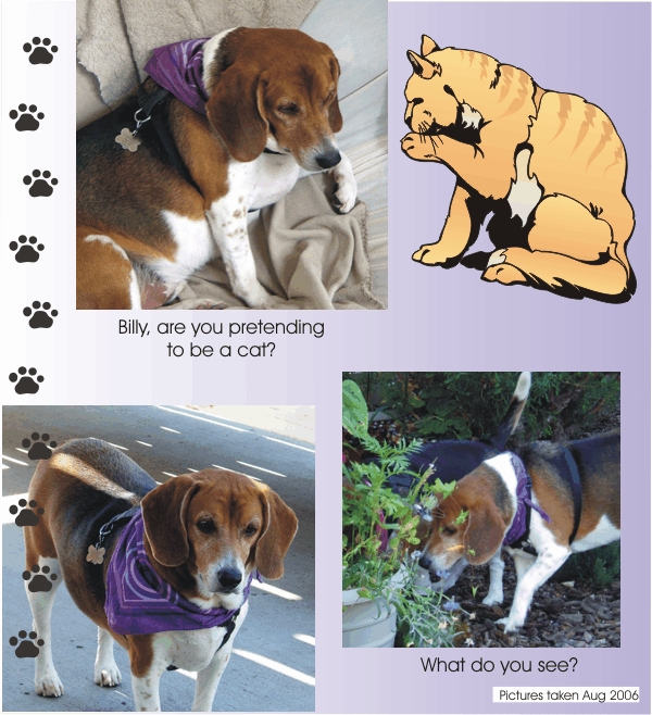 billy beagle, are you pretending to be a cat?